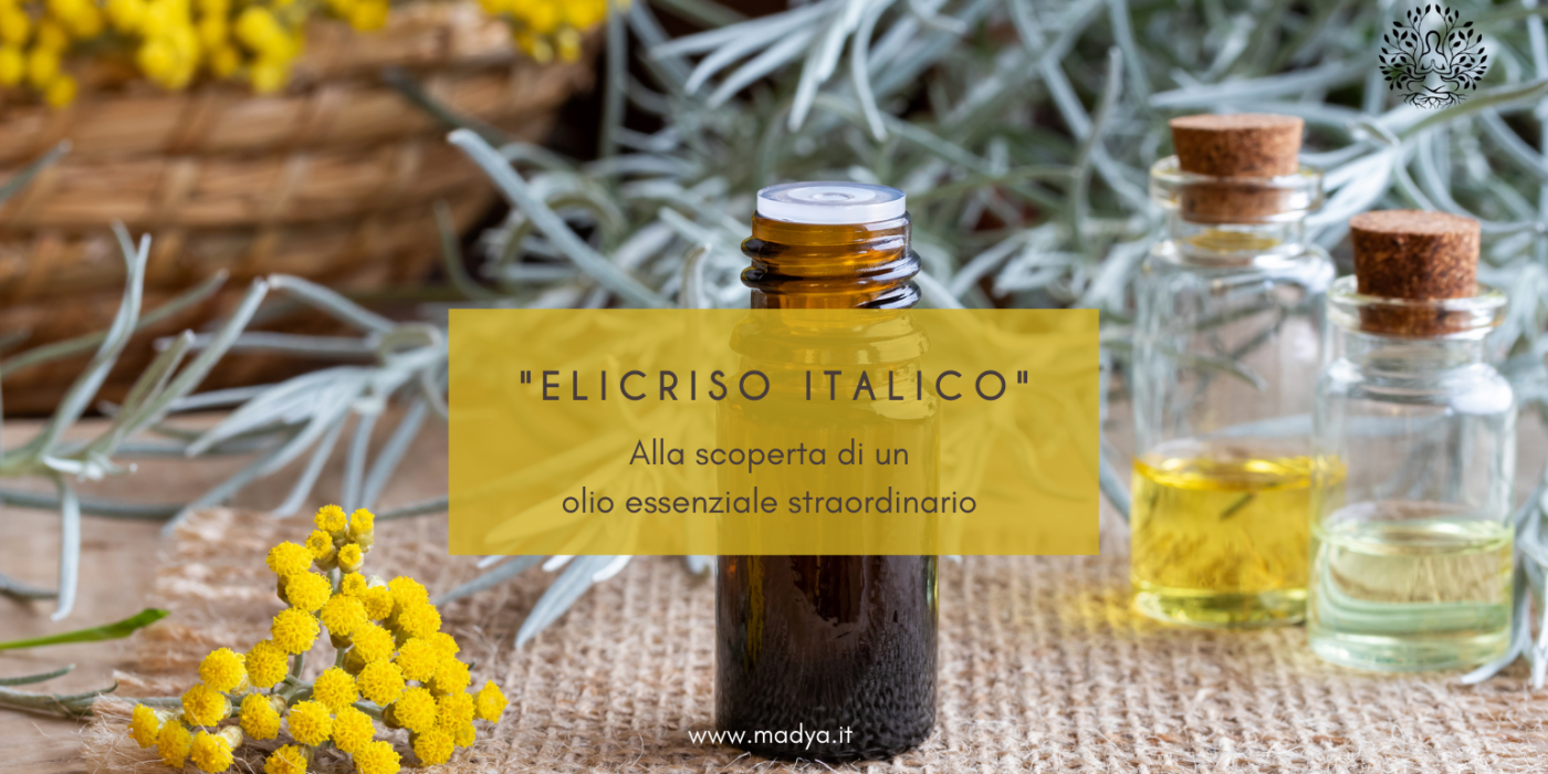 Elicriso italico: alla scoperta di un olio essenziale straordinario