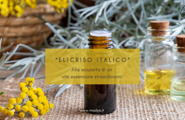 Elicriso italico: alla scoperta di un olio essenziale straordinario
